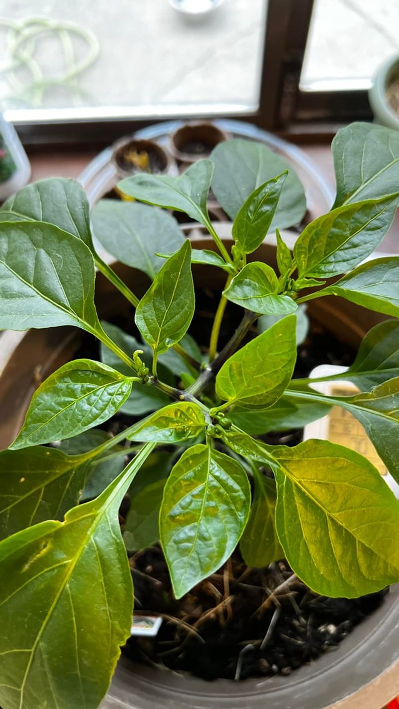 Too Much Nitrogen Pushes Leaves Over Flowers Too Much Nitrogen Pushes Leaves Over Flowers
