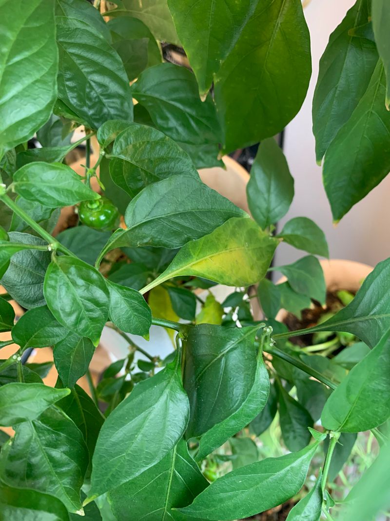Too Much Nitrogen Pushes Leaves