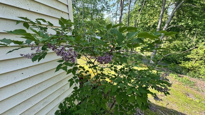 Too Much Shade Can Limit Lilac Blooms