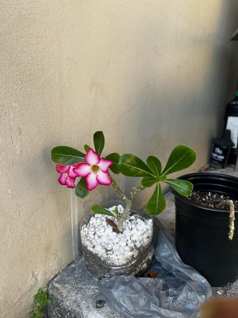 Too Much Shade Can Reduce Flowers