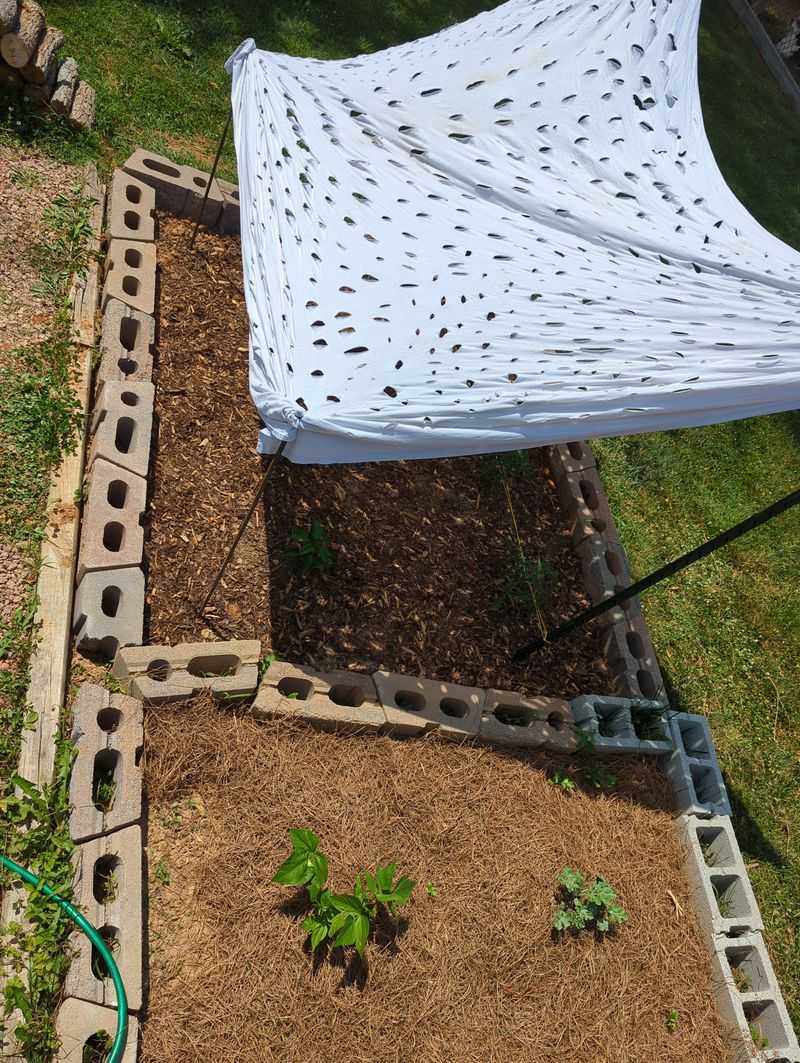 Too Much Shade Is Why Fruiting Slows Down Mid-Season