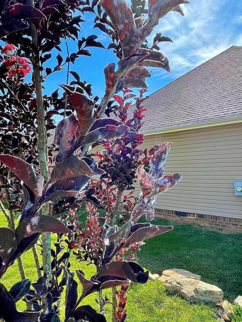 Too Much Shade Makes Mildew More Likely