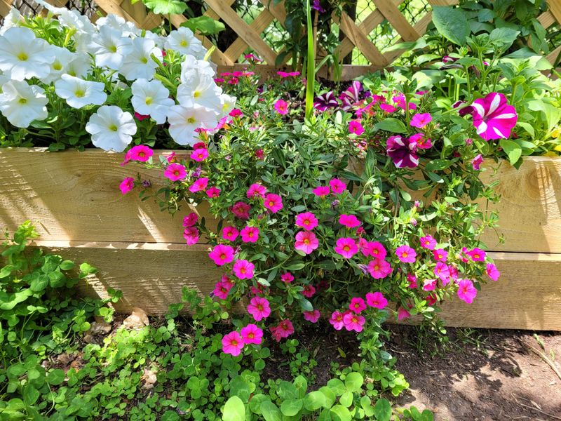Too Much Shade Reduces Flower Production Over Time Too Much Shade Reduces Flower Production Over Time