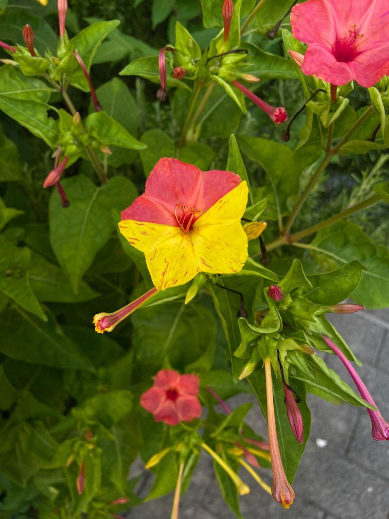 Too Much Shade Reduces Flowers Too Much Shade Reduces Flowers