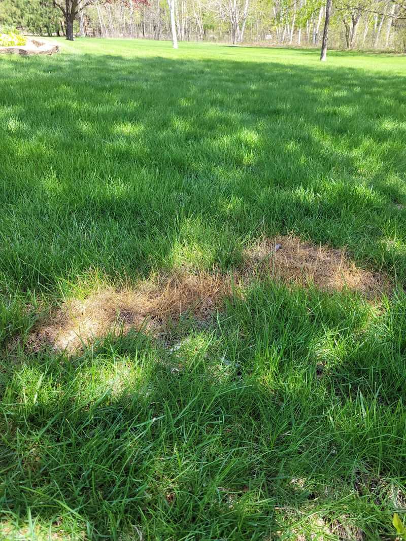 Too Much Summer Fertilizer Can Create More Problems Than Benefits Too Much Summer Fertilizer Can Create More Problems Than Benefits