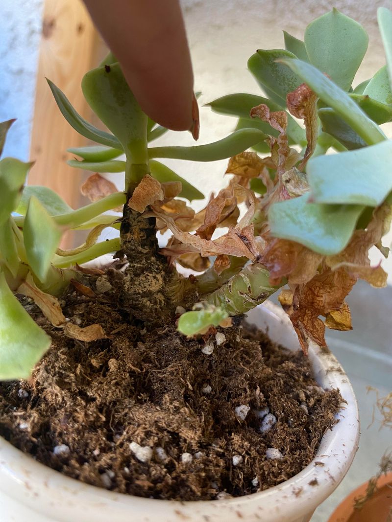 Too Much Summer Water Can Rot Succulent Roots