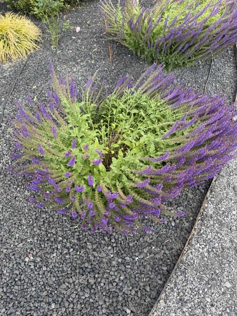 Too Much Water Can Make Salvia Stems Weak Too Much Water Can Make Salvia Stems Weak