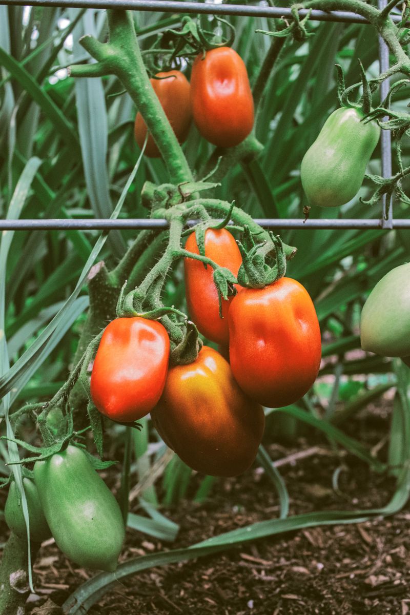 Top Indeterminate Plants In Late Summer 