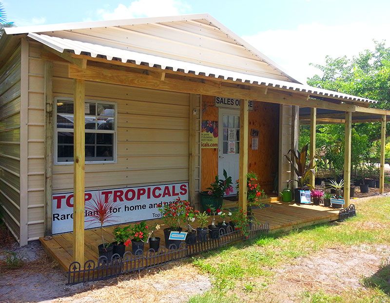 Top Tropicals Stocks Rare Tropical Fruit Trees And Edibles
