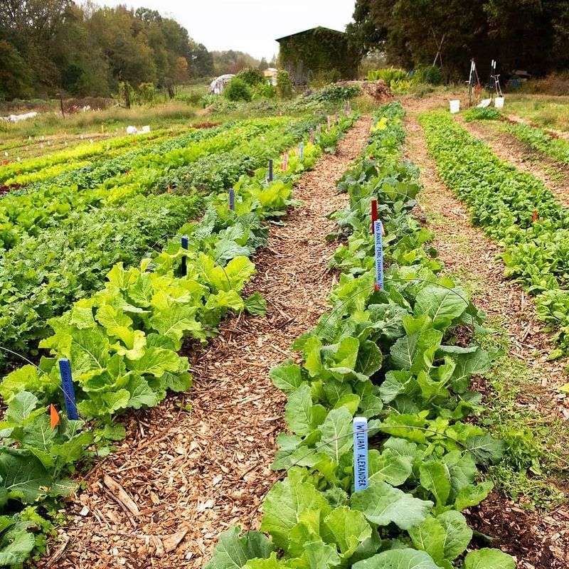 Top Up Mulch Around Vegetable Beds Before Heat Peaks