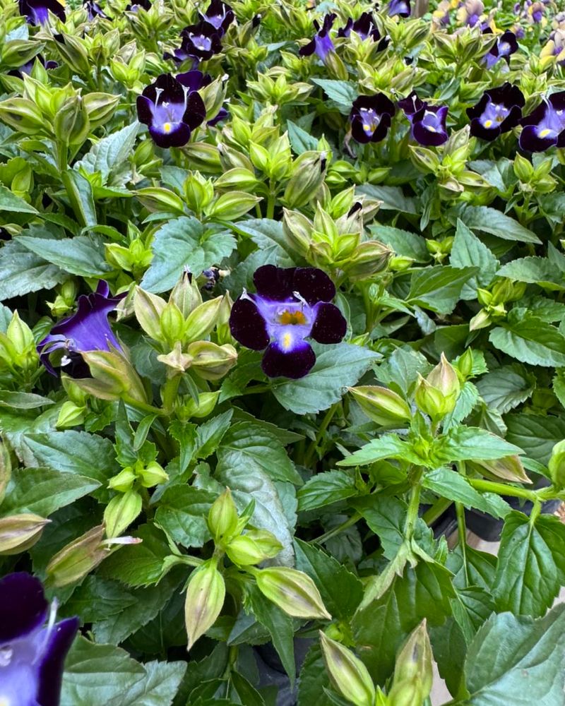 Torenia Flowers In Quiet Corners