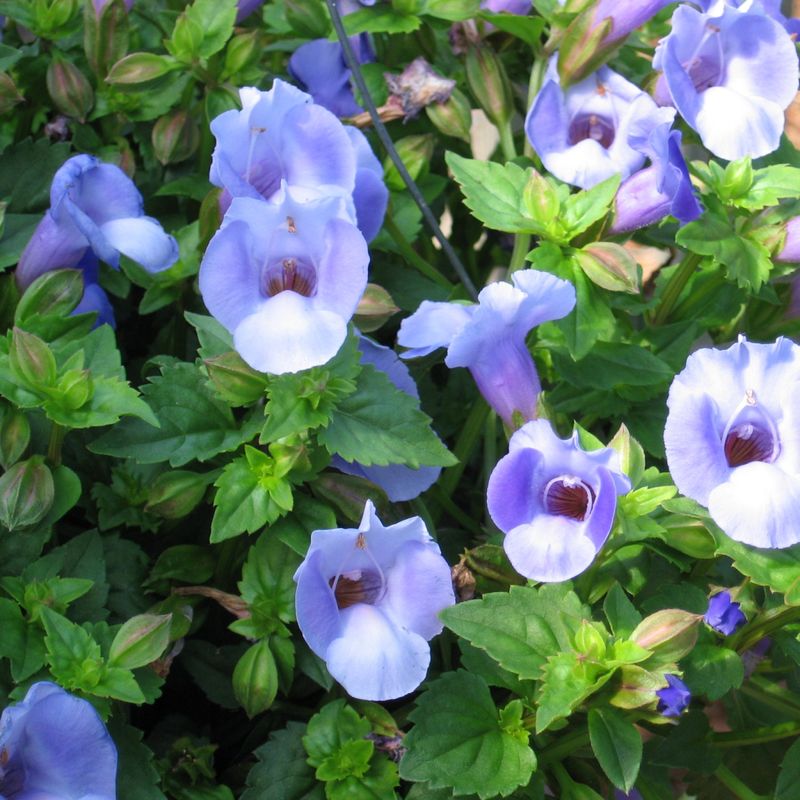 Torenia Struggles In Soggy Exposed Beds As Rainy Season Peaks