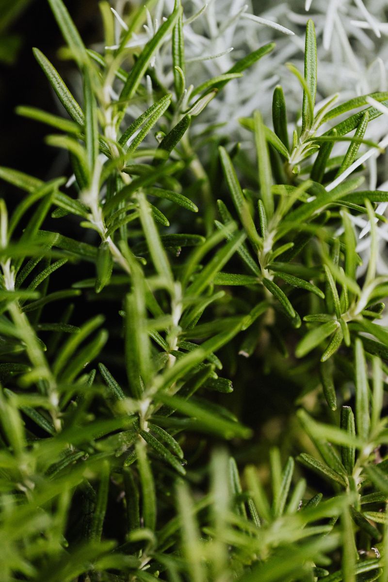Toss Rosemary On The Fire Pit For Extra Mosquito Protection