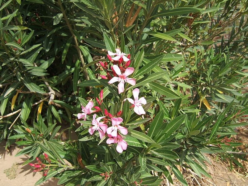 Toxic Plant Parts Raise Safety Concerns