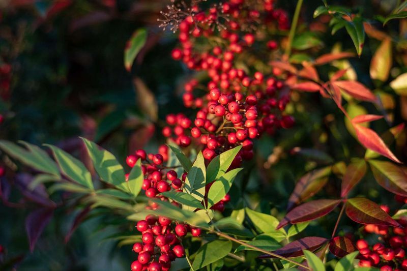 Toxic Seeds Inside Those Berries Toxic Seeds Inside Those Berries