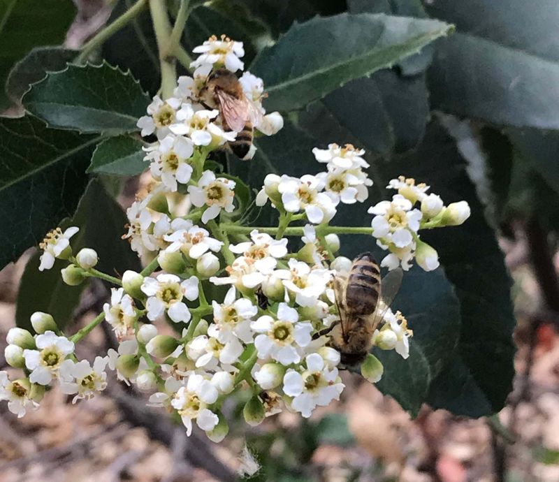 Toyon Flowers Feed Pollinators Before The Winter Berry Show Toyon Flowers Feed Pollinators Before The Winter Berry Show