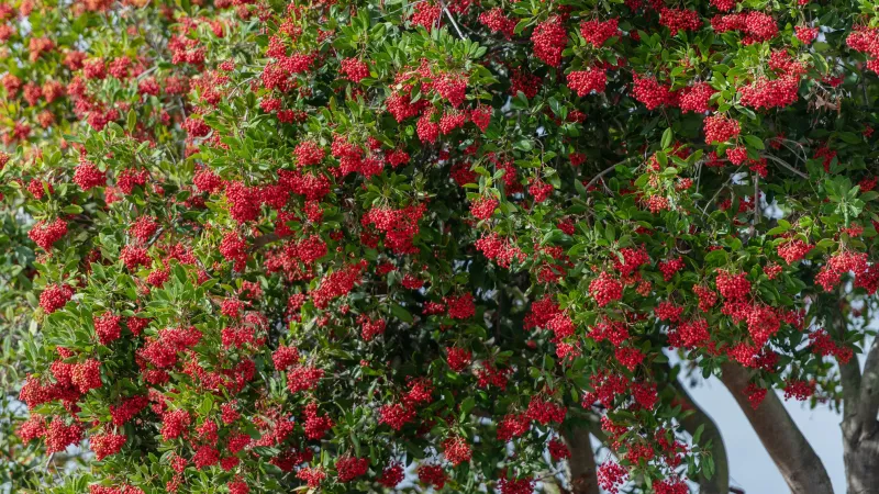 Toyon Makes A Living Privacy Screen