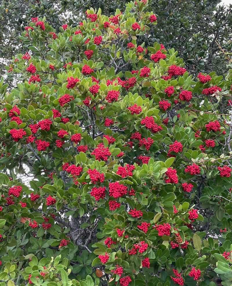 Toyon Makes A Simple Native Anchor Shrub