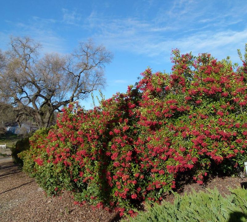 Toyon Works As A Well-Spaced Screen