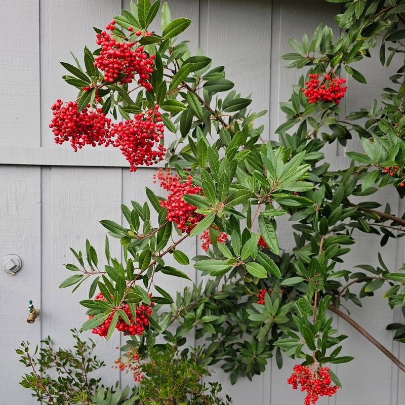 Toyon Works Best When Pruned Open