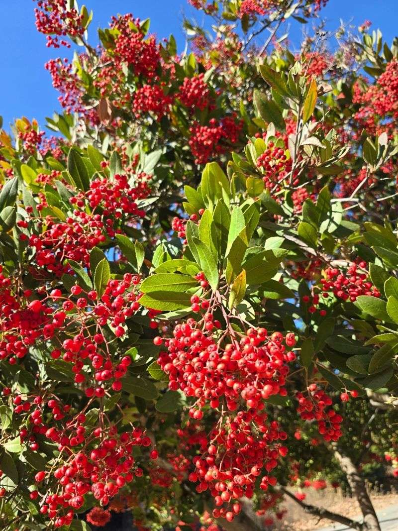 Toyon