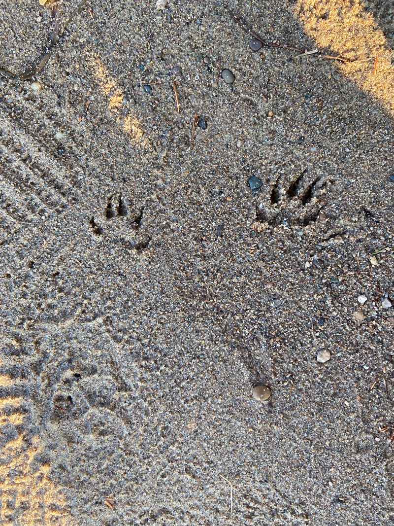Tracks In Soft Soil Or Mud