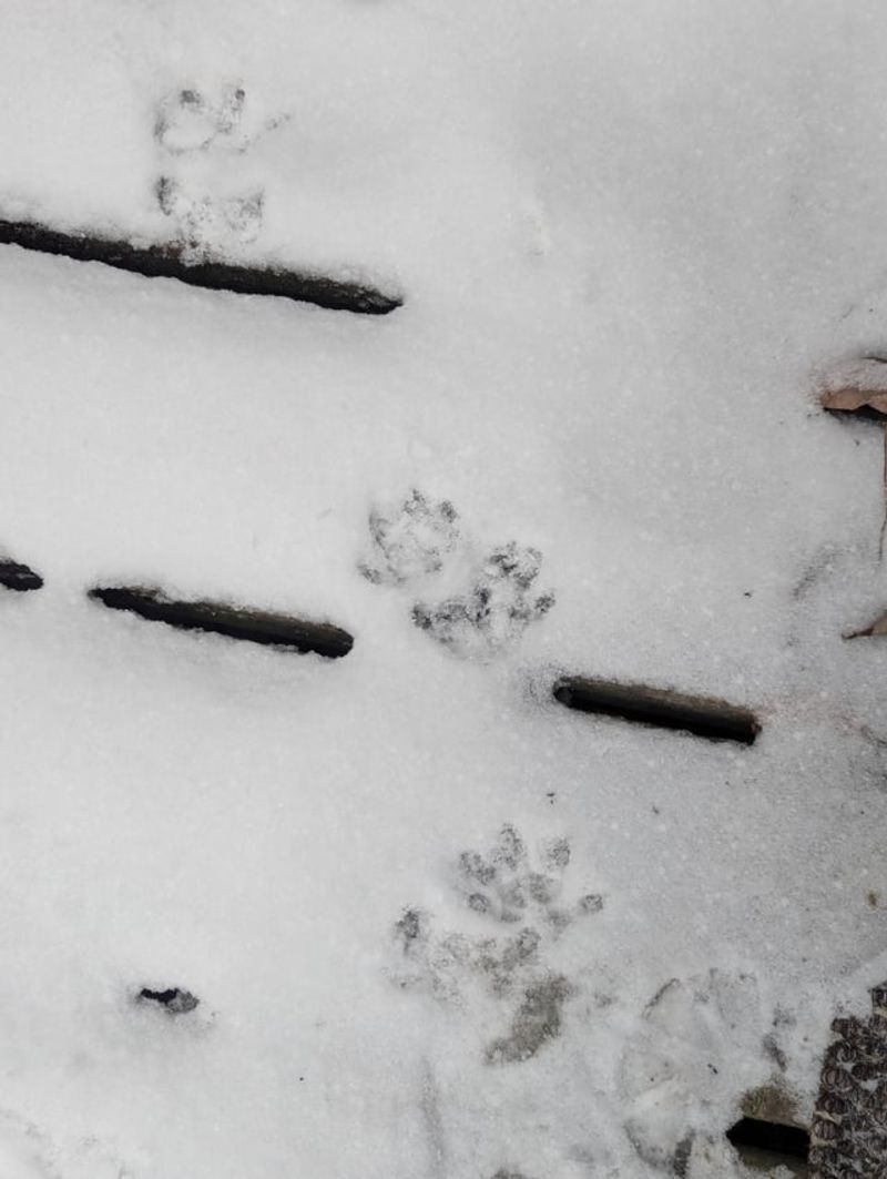 Tracks In Soft Soil 