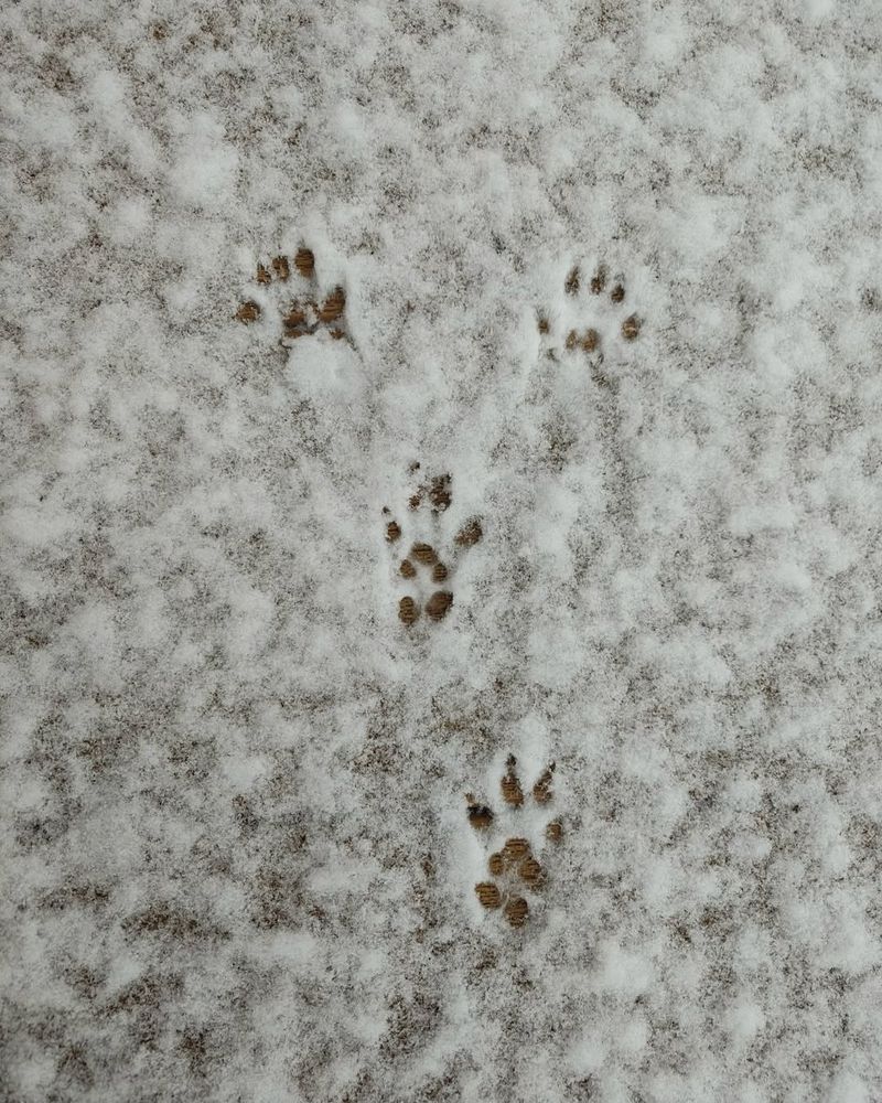 Tracks With A Sideways Thumb