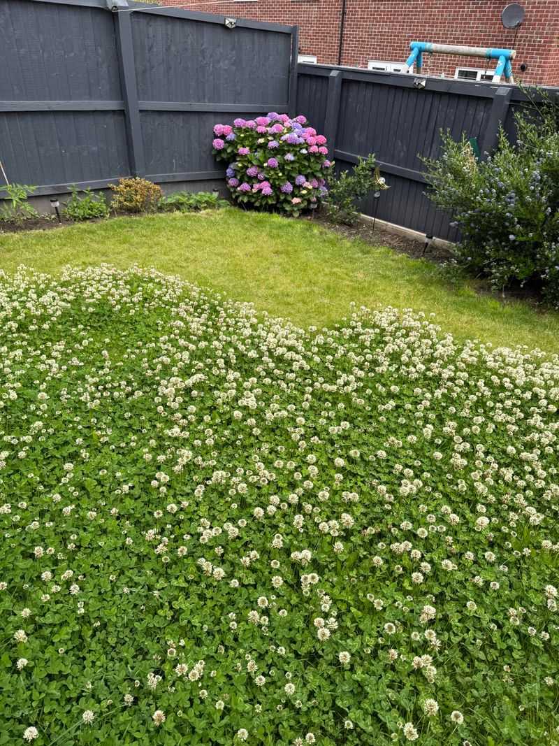 Traditional Lawns Are Giving Way To Ecolawns Traditional Lawns Are Giving Way To Ecolawns