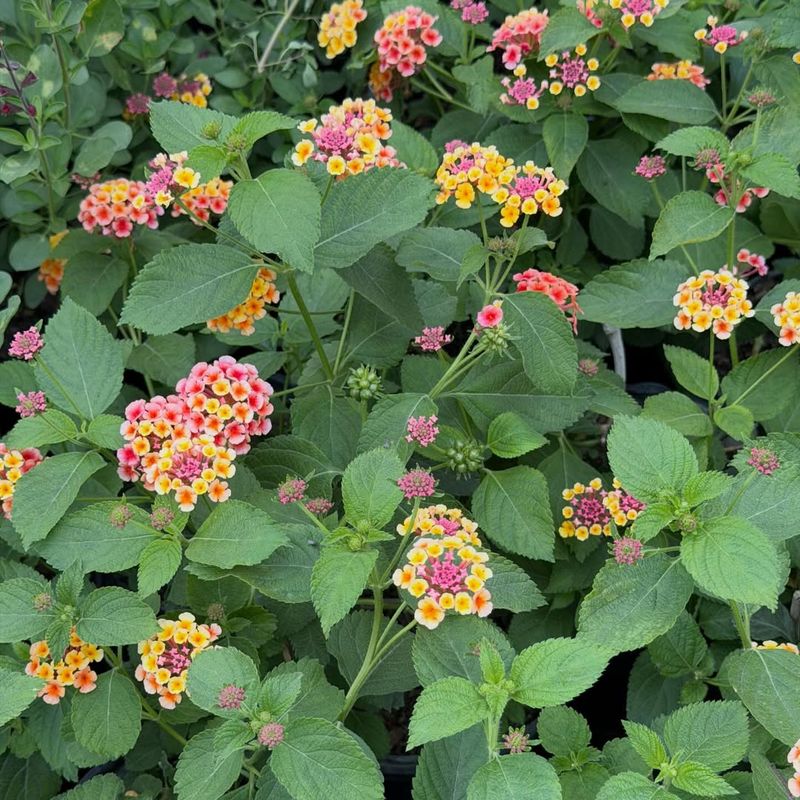Trailing Lantana Trailing Lantana