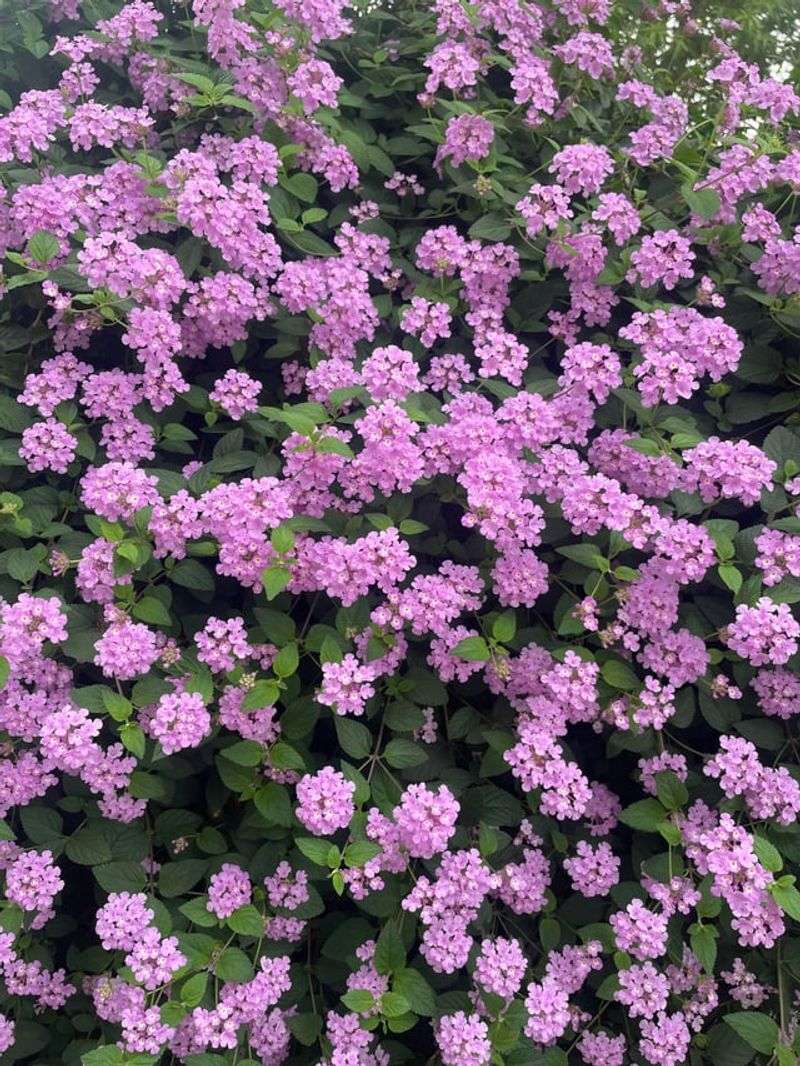 Trailing Lantana Adds Color Where Gravel Looks Flat