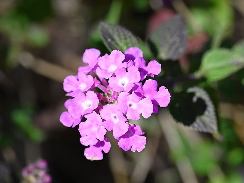 Trailing Lantana Covers Empty Ground Below Tree Branches