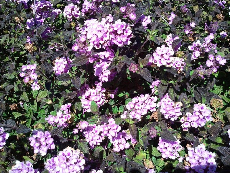 Trailing Lantana Forms Thick Growth Along Garden Edges Trailing Lantana Forms Thick Growth Along Garden Edges