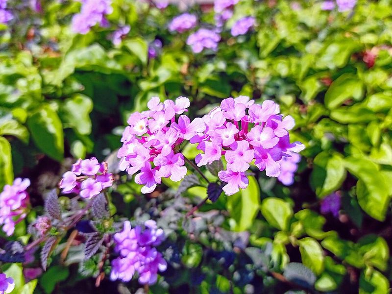 Trailing Lantana Handles Heat And Spreads Reliably