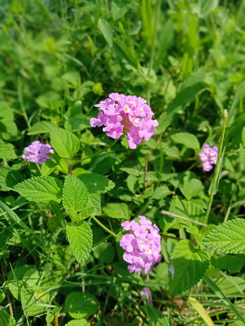 Trailing Lantana Spreads Fast Across Difficult Slopes