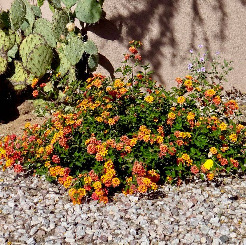Trailing Lantana Trailing Lantana