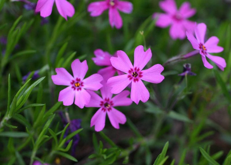 Trailing Phlox Fits Piedmont And Coastal Gardens