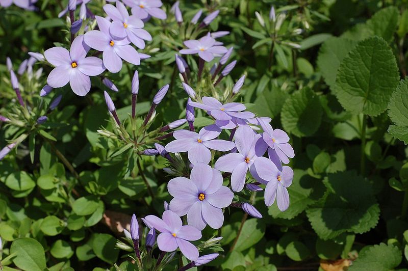 Trailing Phlox Forms A Tight Mat Trailing Phlox Forms A Tight Mat