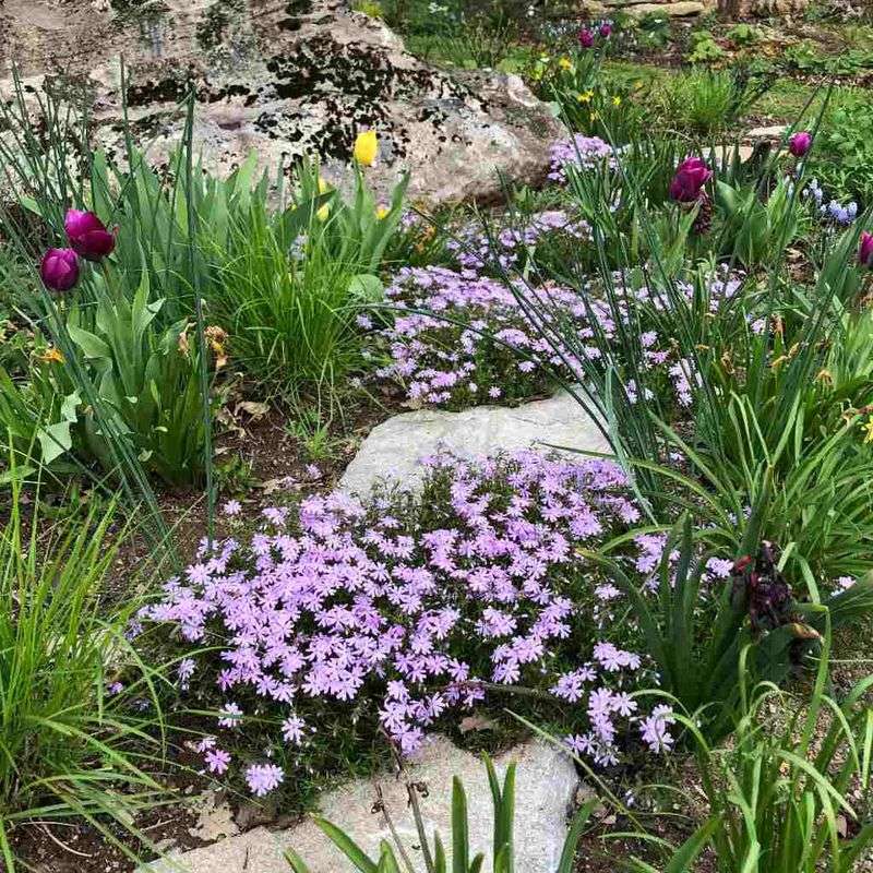 Trailing Phlox Loves Hot Dry Banks