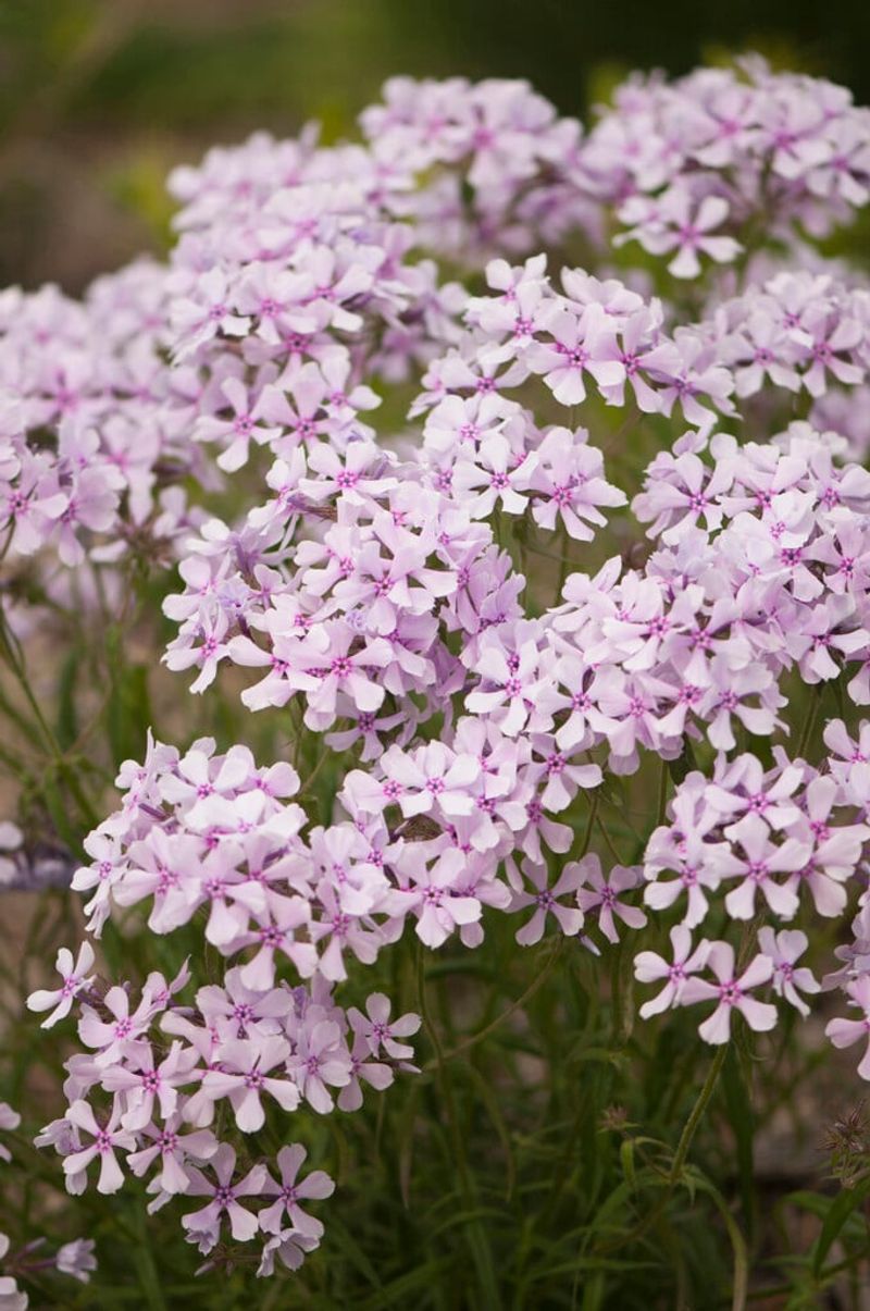 Trailing Phlox Works Best With Room To Spread
