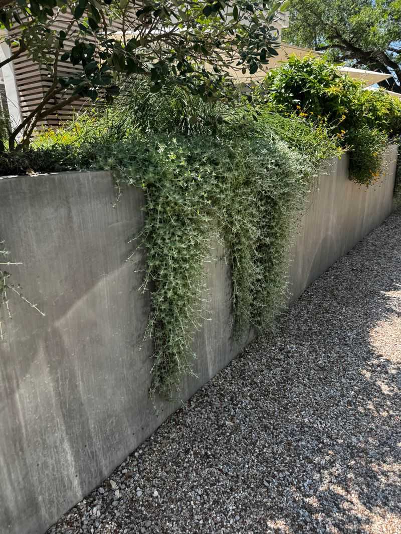 Trailing Plants Soften Walls And Raised Beds Trailing Plants Soften Walls And Raised Beds