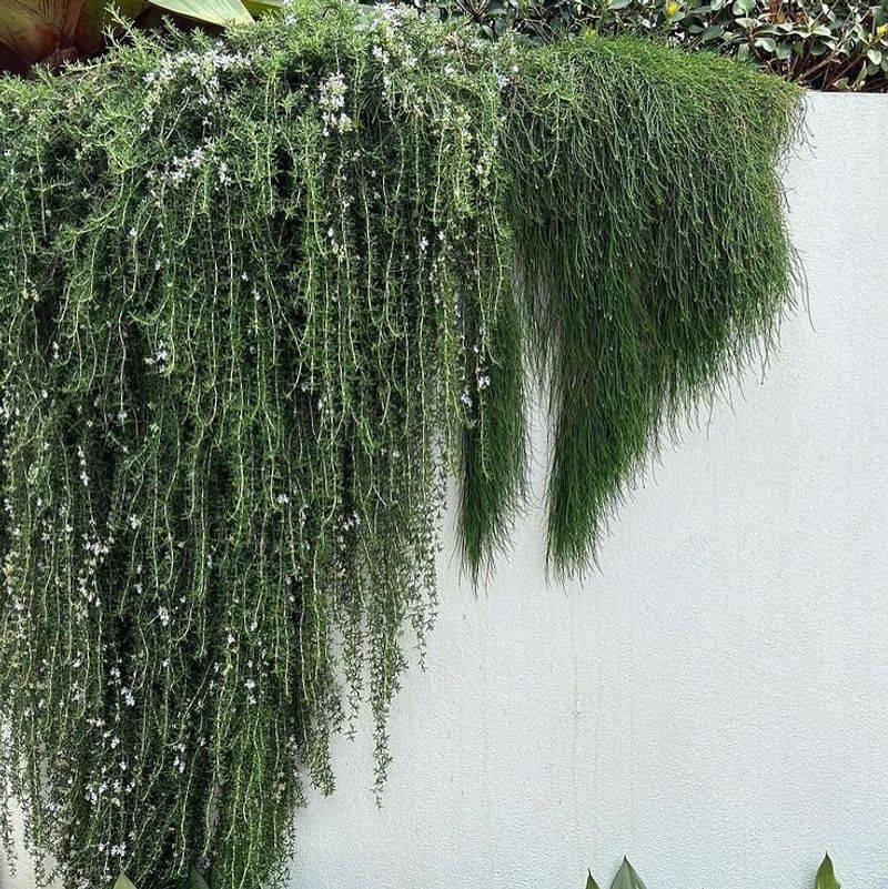 Trailing Rosemary Helps Shade Bare Areas Between Plantings