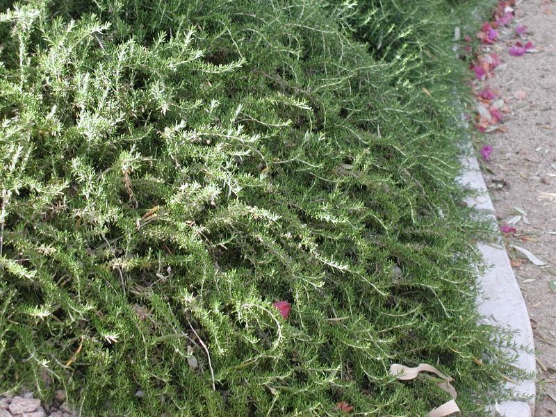Trailing Rosemary Spreads Along Walls And Slopes Trailing Rosemary Spreads Along Walls And Slopes