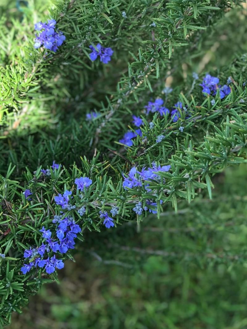 Trailing Rosemary Trailing Rosemary