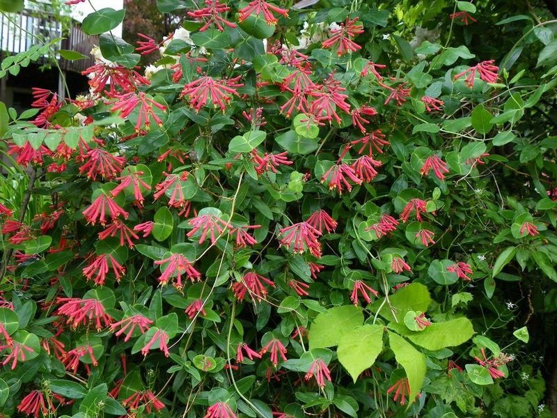 Train Coral Honeysuckle On A Fence For Fast Native Color