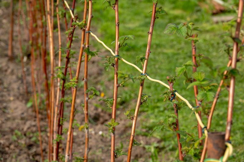 Train New Canes Onto The Trellis Train New Canes Onto The Trellis