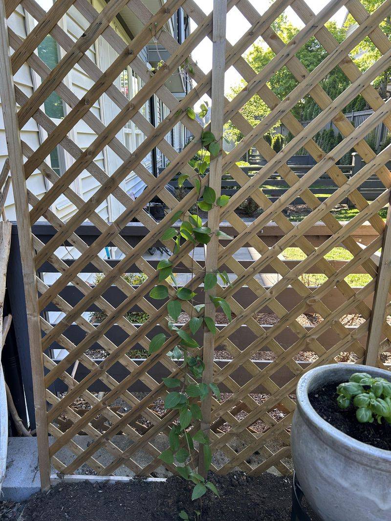 Train New Stems Onto A Trellis Or Fence