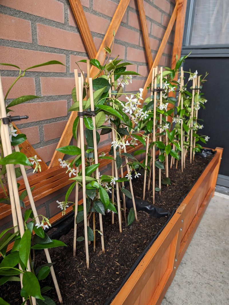Train New Vines Onto Strong Support