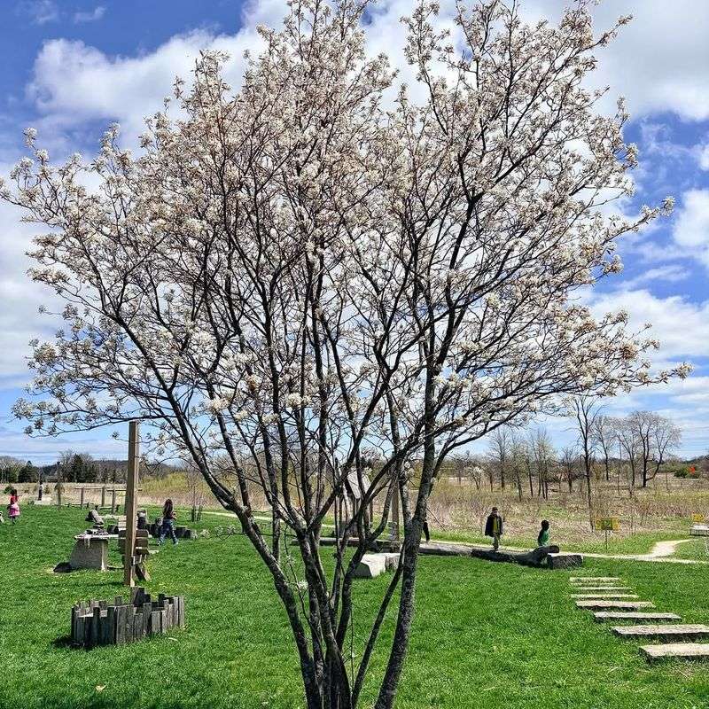 Train Serviceberry As A Small Tree Or Multi Stem Shrub Train Serviceberry As A Small Tree Or Multi Stem Shrub