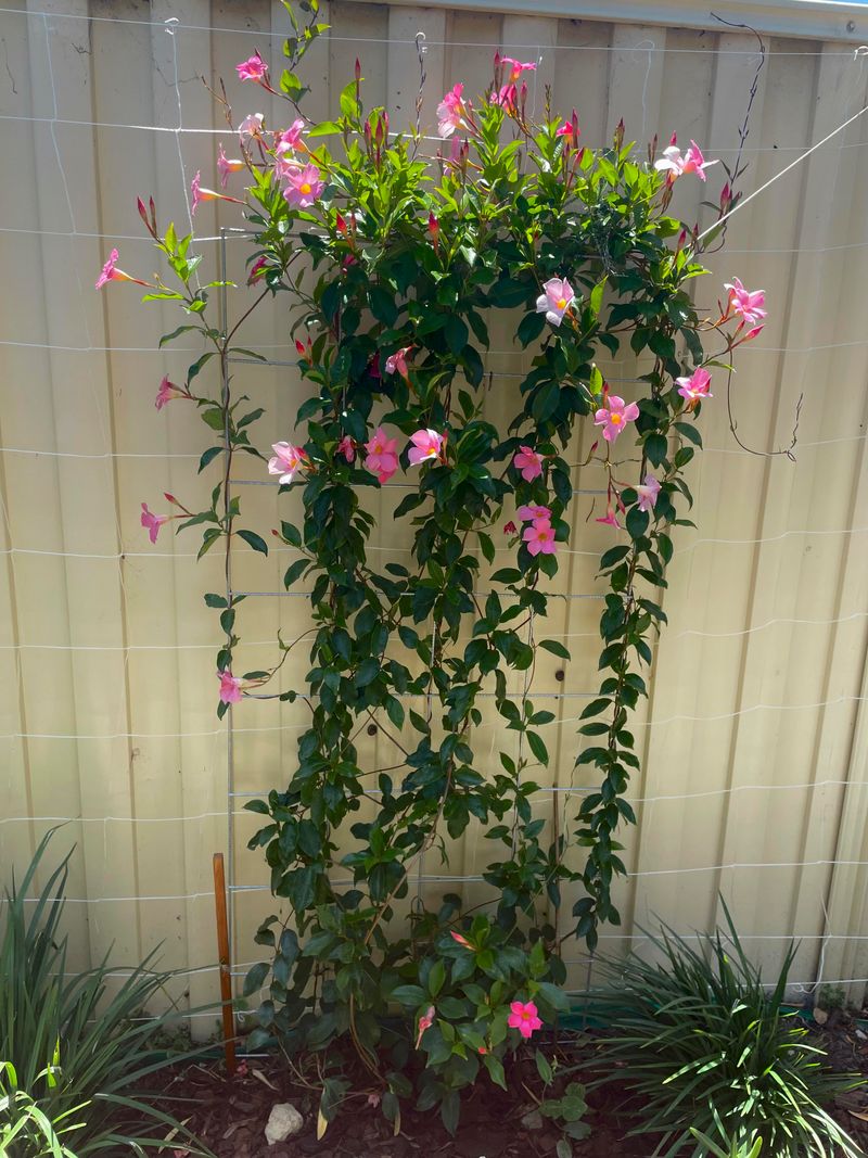 Train Stems Onto A Trellis Or Support